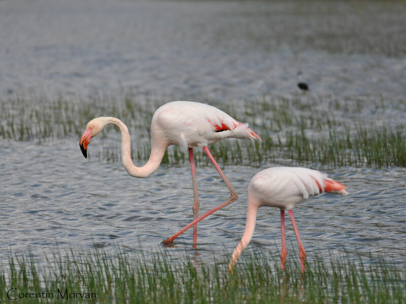 Greater Flamingo