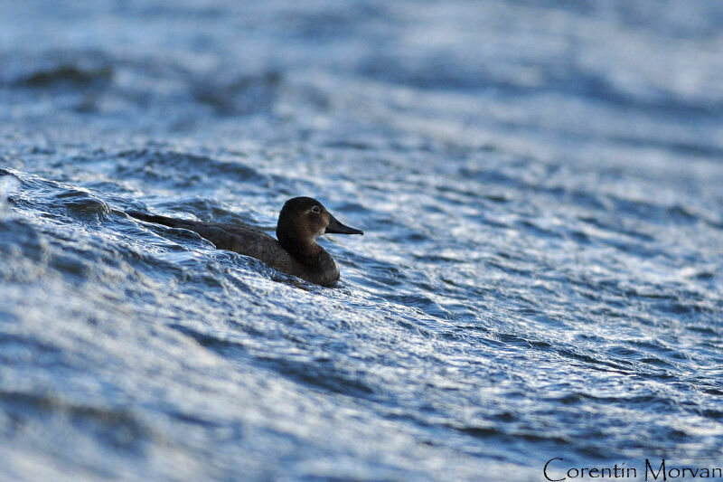 Common Pochard