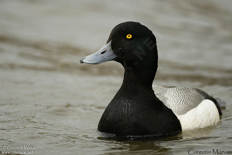 Greater Scaup