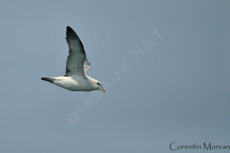 Northern Fulmar