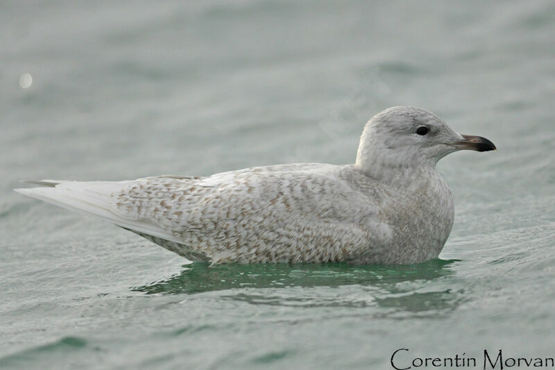 Goéland à ailes blanches