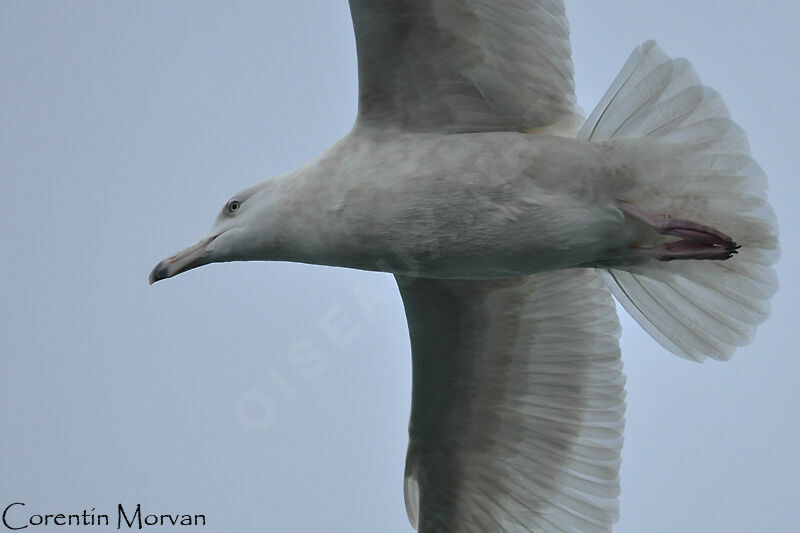 Glaucous Gull