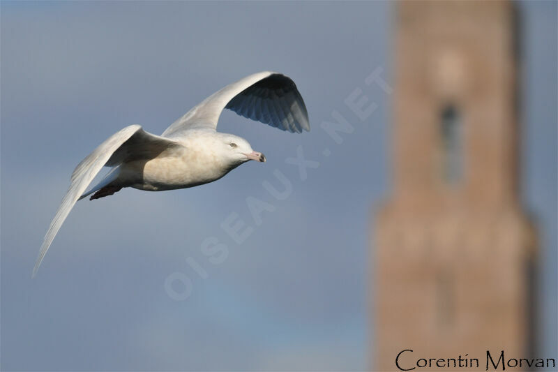 Glaucous Gull