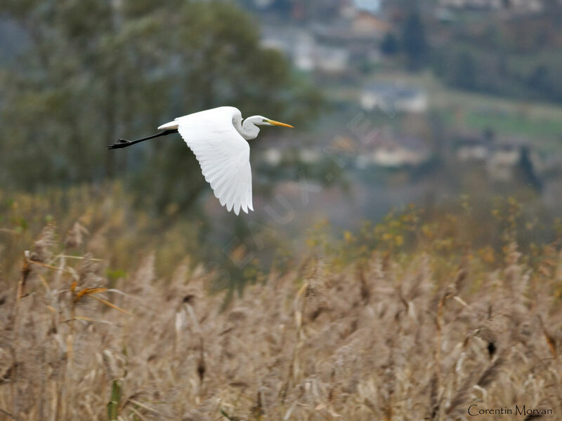 Great Egret