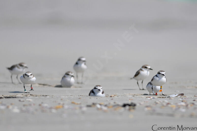 Kentish Plover