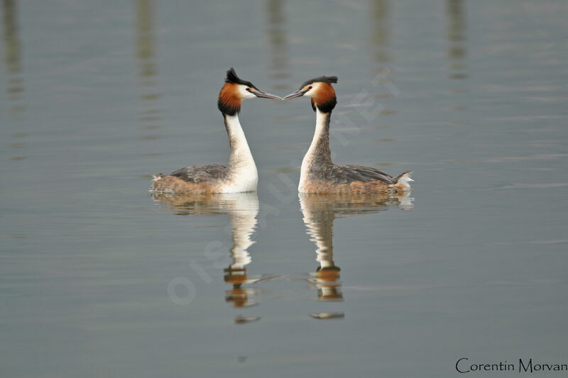 Great Crested Grebe 