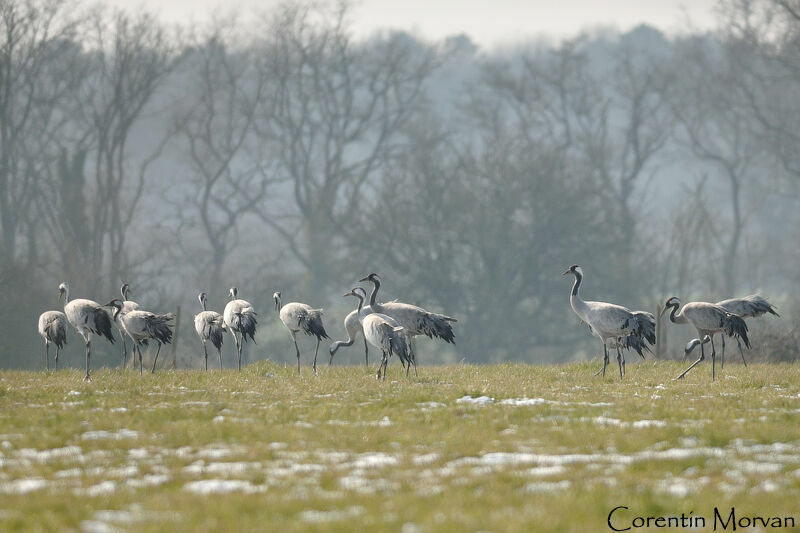 Common Crane