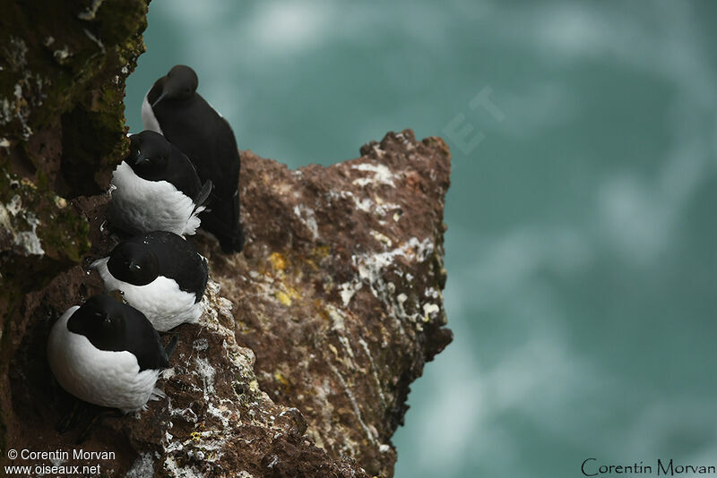 Guillemot de Brünnich