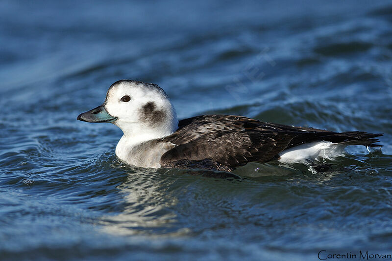 Long-tailed Duck