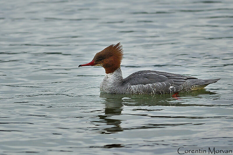 Common Merganser