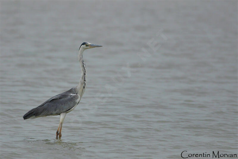 Grey Heron