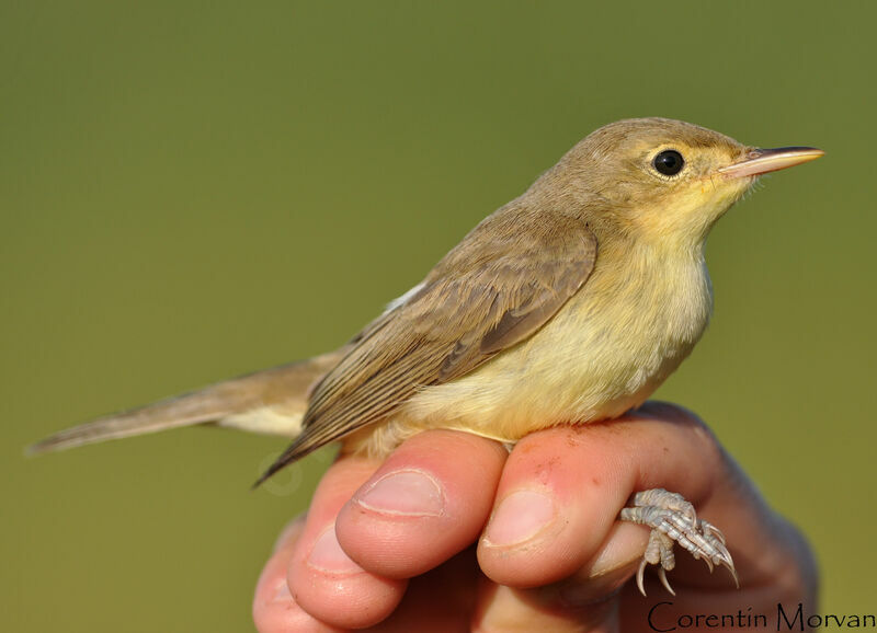 Melodious Warbler