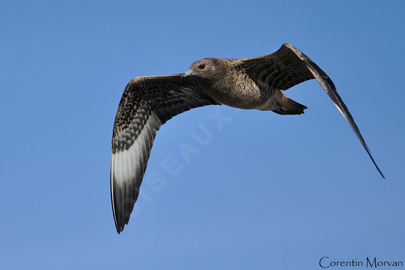 Parasitic Jaeger