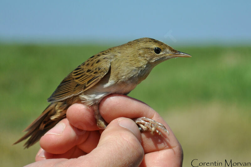 Common Grasshopper Warbler