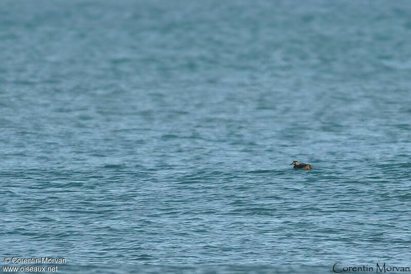 Surf Scoter