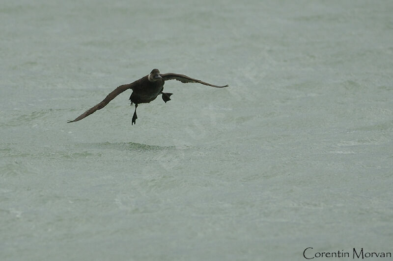 Common Scoter