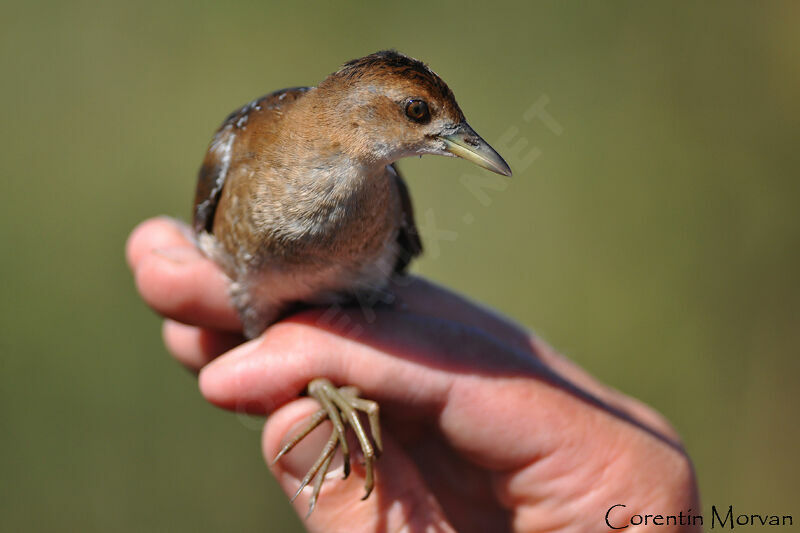 Baillon's Crake