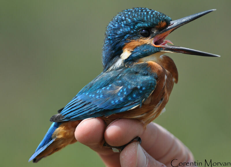 Common Kingfisherjuvenile