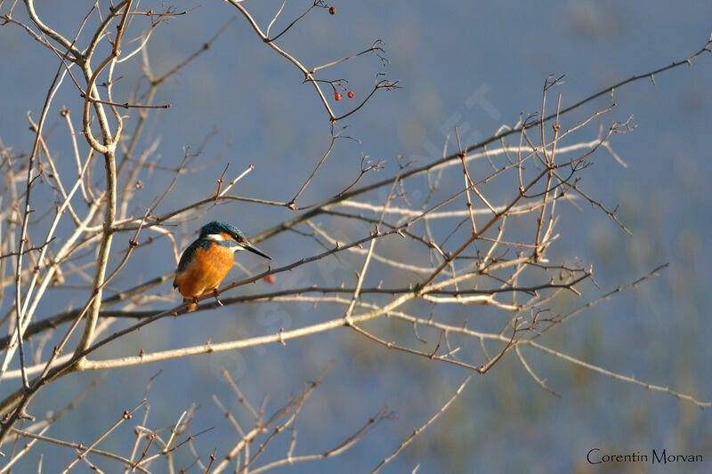 Common Kingfisher male adult