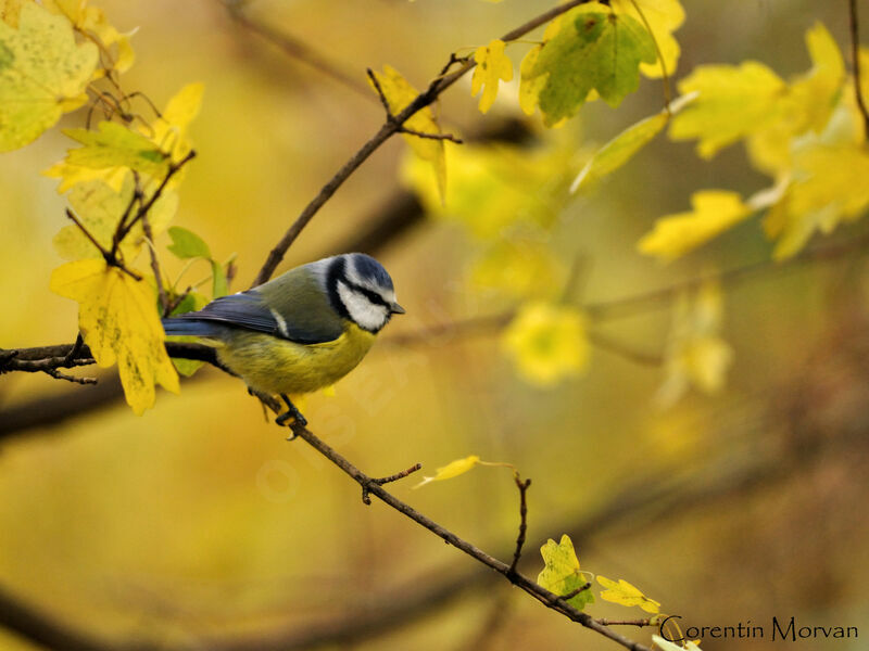 Eurasian Blue Tit