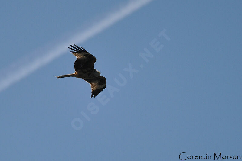 Red Kite