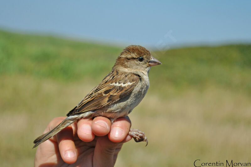 Moineau domestique