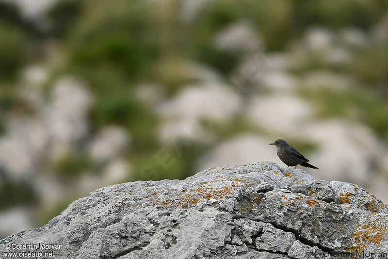 Blue Rock Thrush