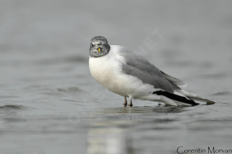 Mouette de Sabine