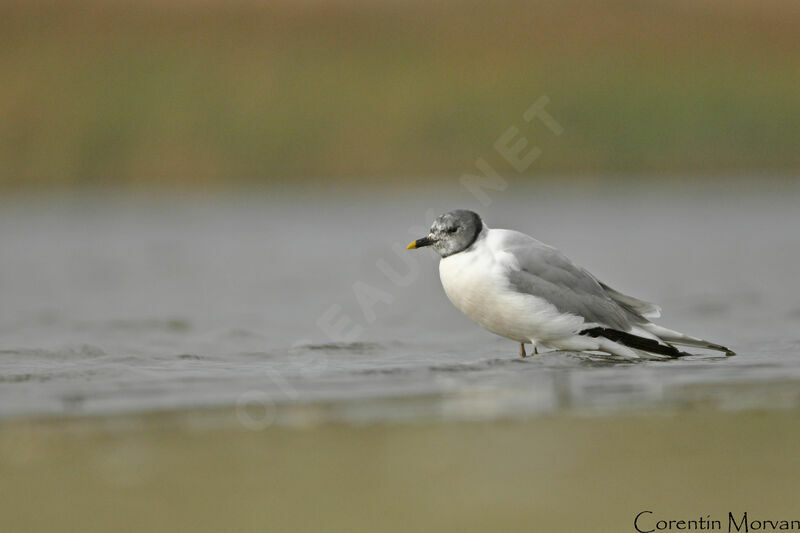 Mouette de Sabineadulte nuptial, identification