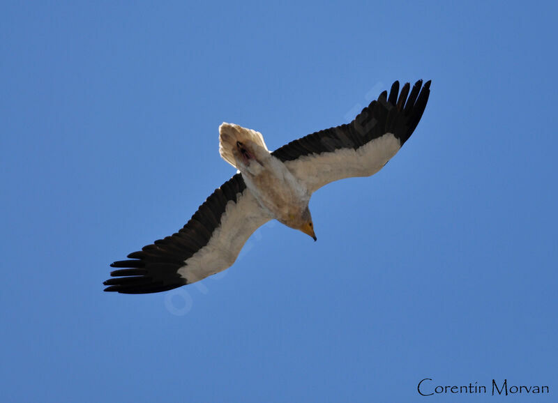 Egyptian Vulture