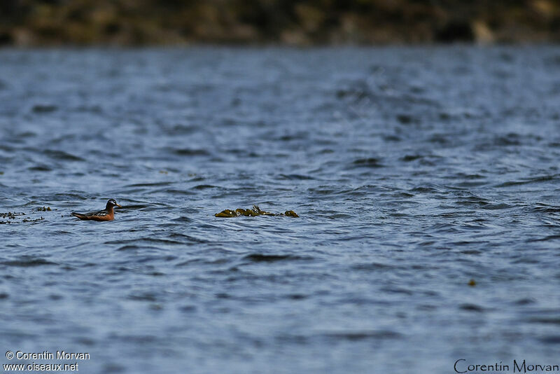 Phalarope à bec large