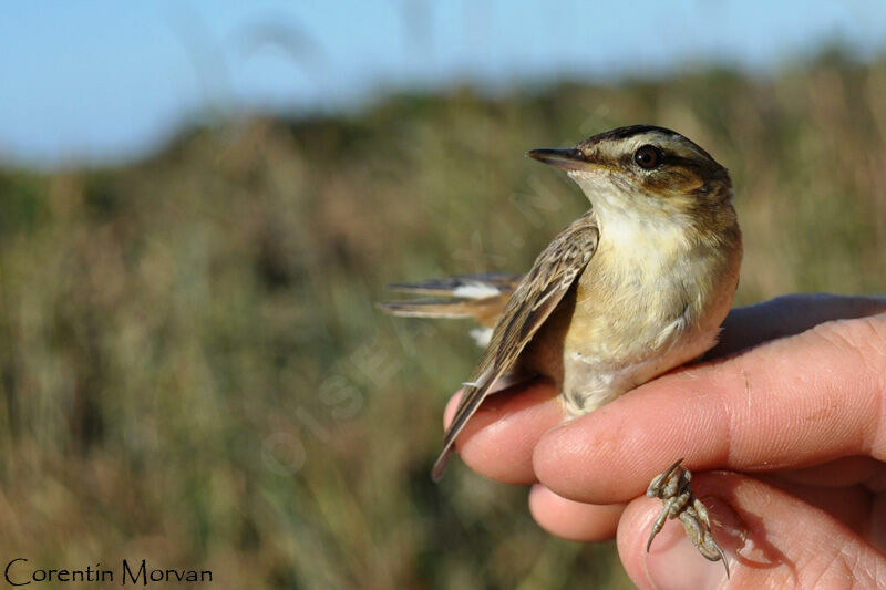 Sedge Warbler