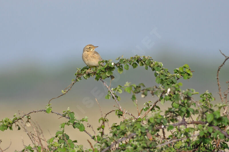 Pipit rousseline