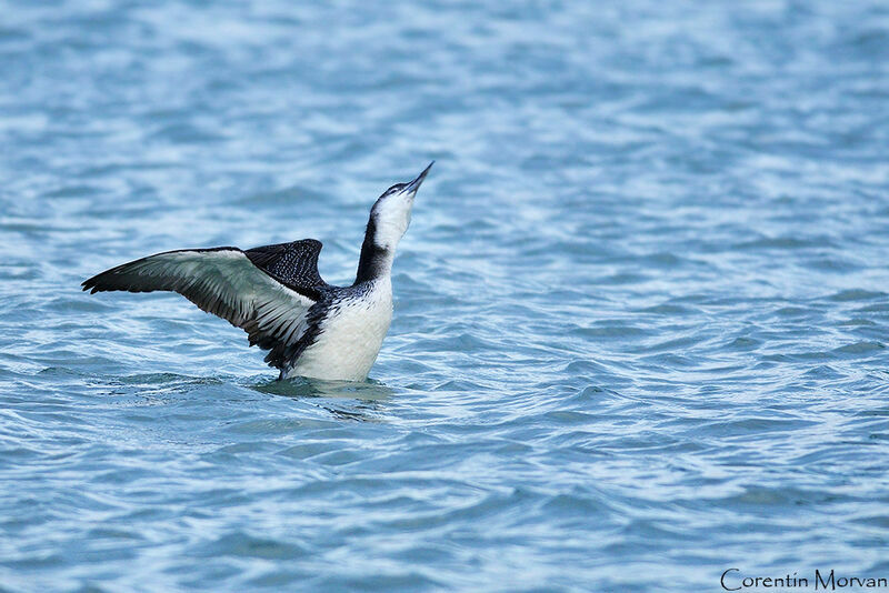 Common Loon