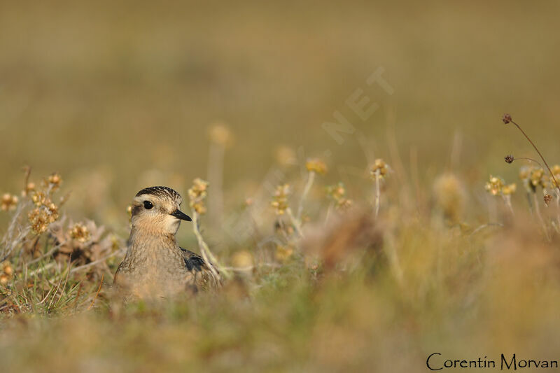 Eurasian Dotterel