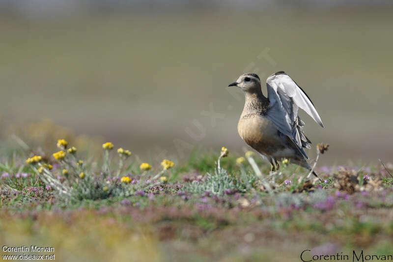 Eurasian Dottereladult, Behaviour