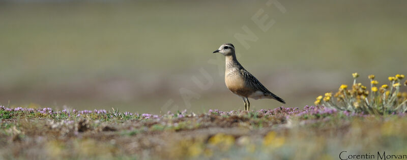 Eurasian Dotterel