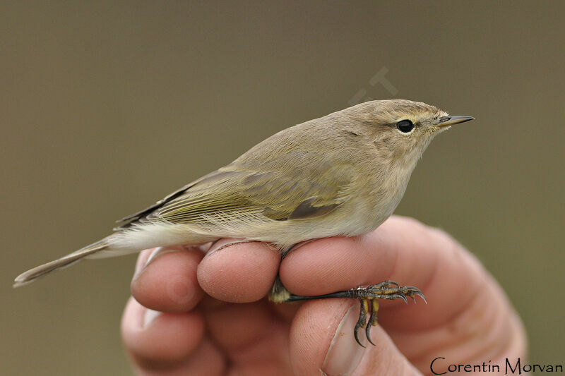 Common Chiffchaff (abietinus)