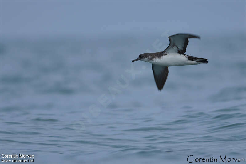 Manx Shearwater, pigmentation, Flight