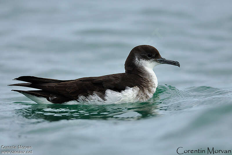 Manx Shearwateradult, identification