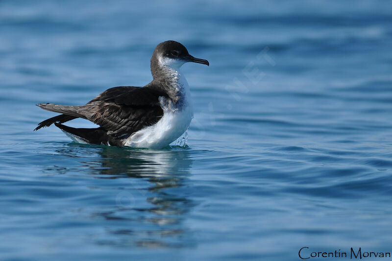 Manx Shearwater