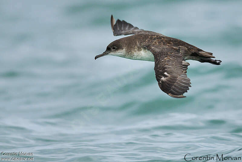 Balearic Shearwateradult, Flight