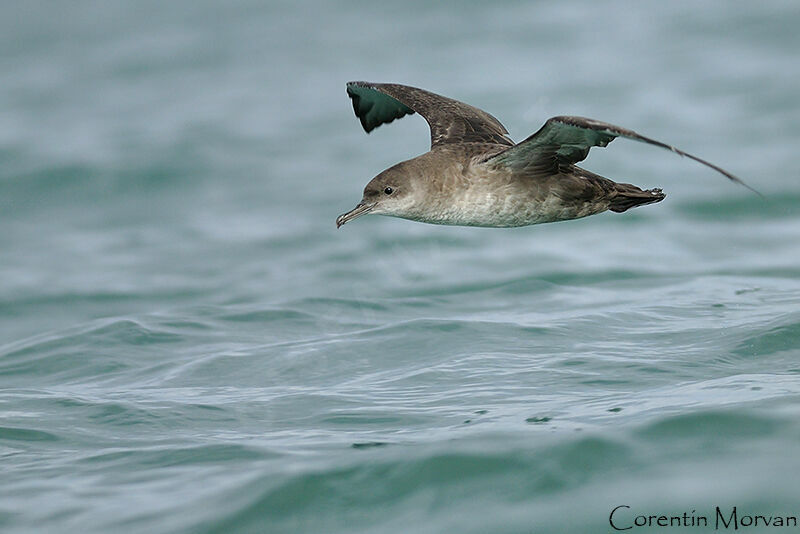 Balearic Shearwater