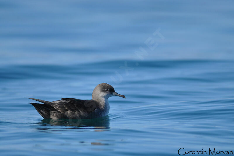 Balearic Shearwater