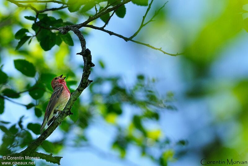 Common Rosefinch