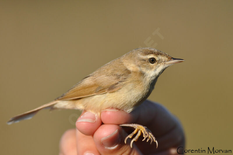 Paddyfield Warbler