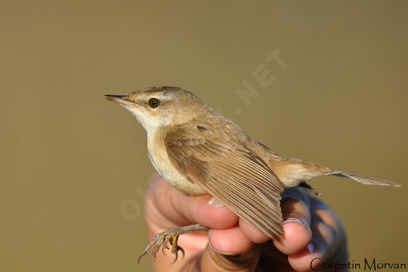 Paddyfield Warbler