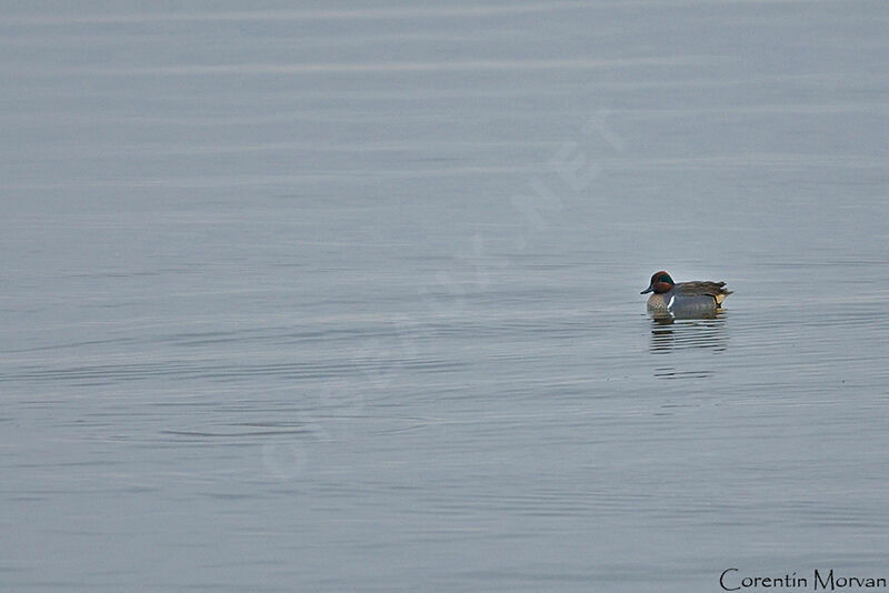 Green-winged Teal