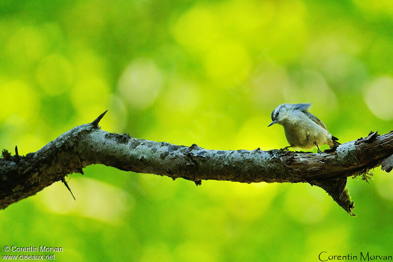 Corsican Nuthatch