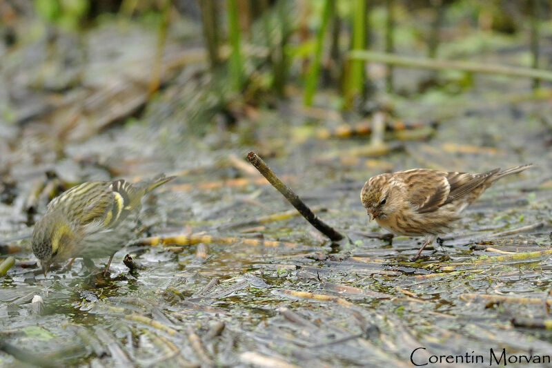 Lesser Redpoll